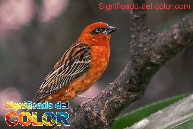 El color Cardinal: Sacrificio y la redención - color cardinal significado psicologico y espiritual 1