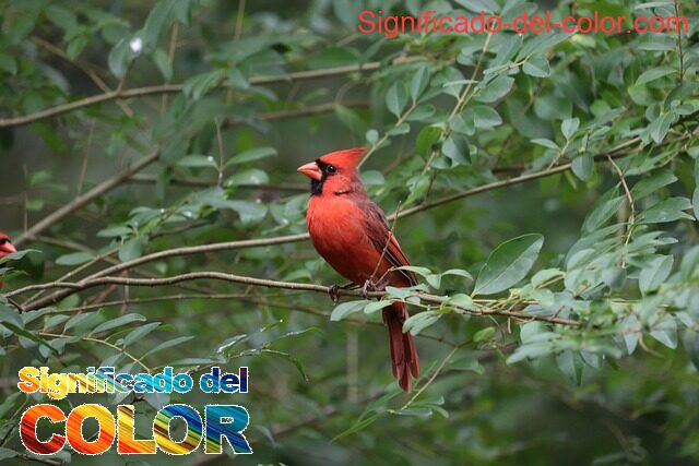 El color Cardinal: Sacrificio y la redención - color cardinal significado psicologico y espiritual 3