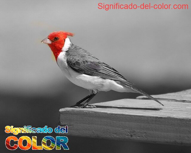 El color Cardinal: Sacrificio y la redención - color cardinal significado psicologico y espiritual 4