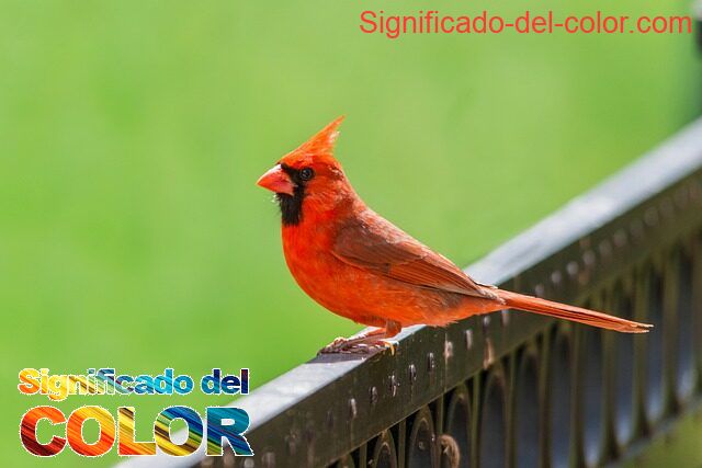 El color Cardinal: Sacrificio y la redención - color cardinal significado psicologico y espiritual 5