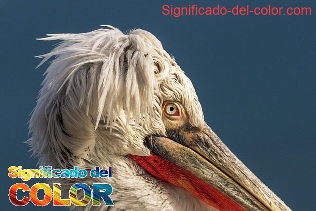 Color que representa el respeto según la psicología - color que representa el respeto 5
