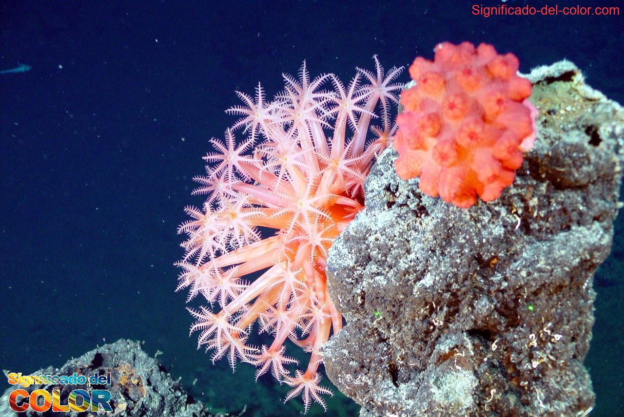 Coral, El mundo natural, simboliza al océano