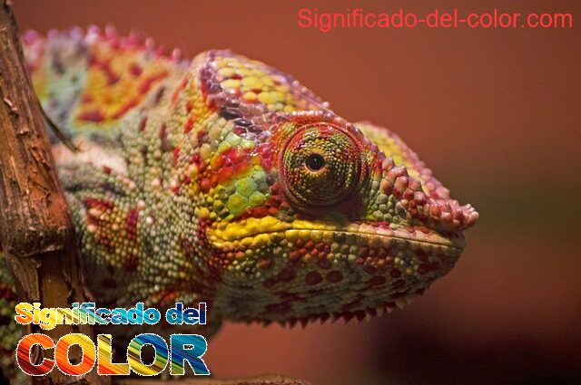 Qué color representa la paz - que color representa la paz 2